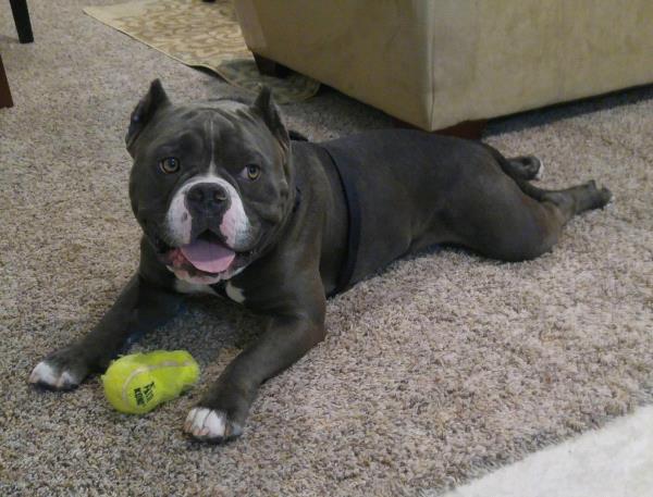 /Images/uploads/Humane Society of Utah/HSUCalendar/entries/1682thumb.jpg